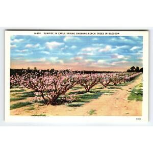 Vintage Linen Postcard Sunrise Peach Blossoms N-456 Asheville NC